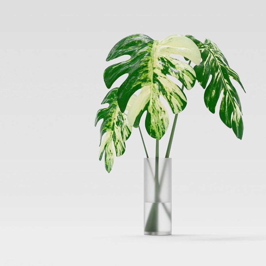 You Can't Grow A Monstera From A Leaf - Here's Why - Planet Houseplant