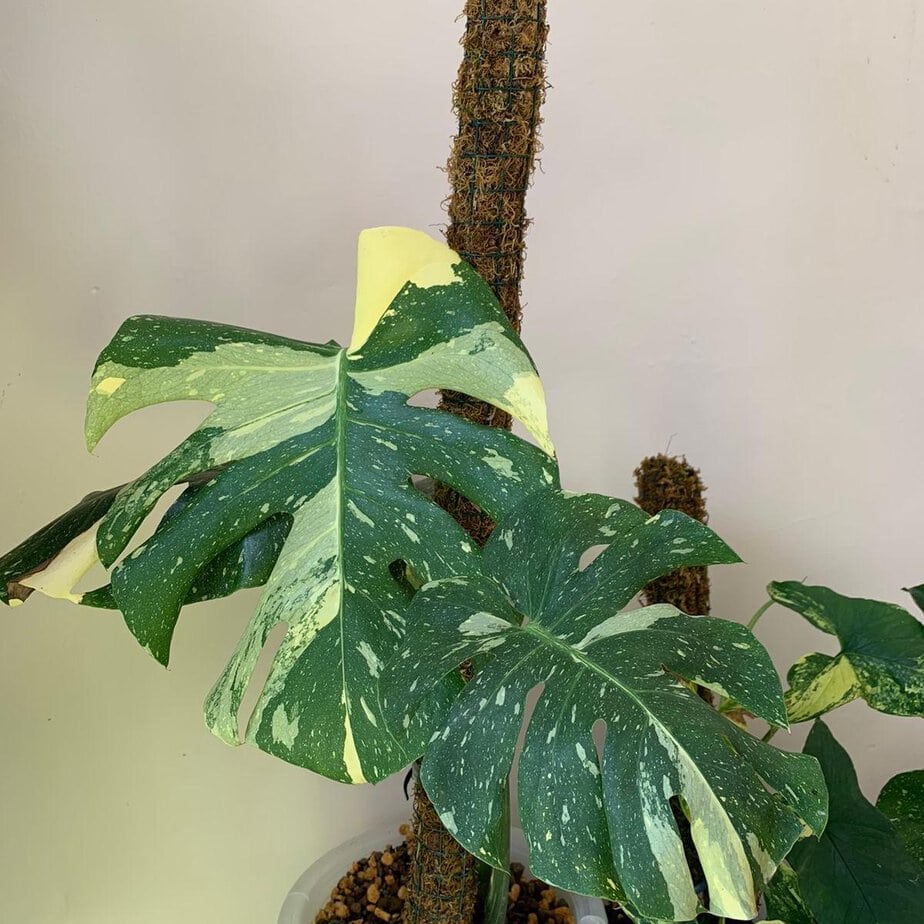 How to Make Thai Constellation Grow Faster - Planet Houseplant