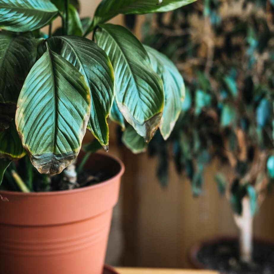This Is How Long It Takes A Houseplant to Recover From Overwatering -  Planet Houseplant