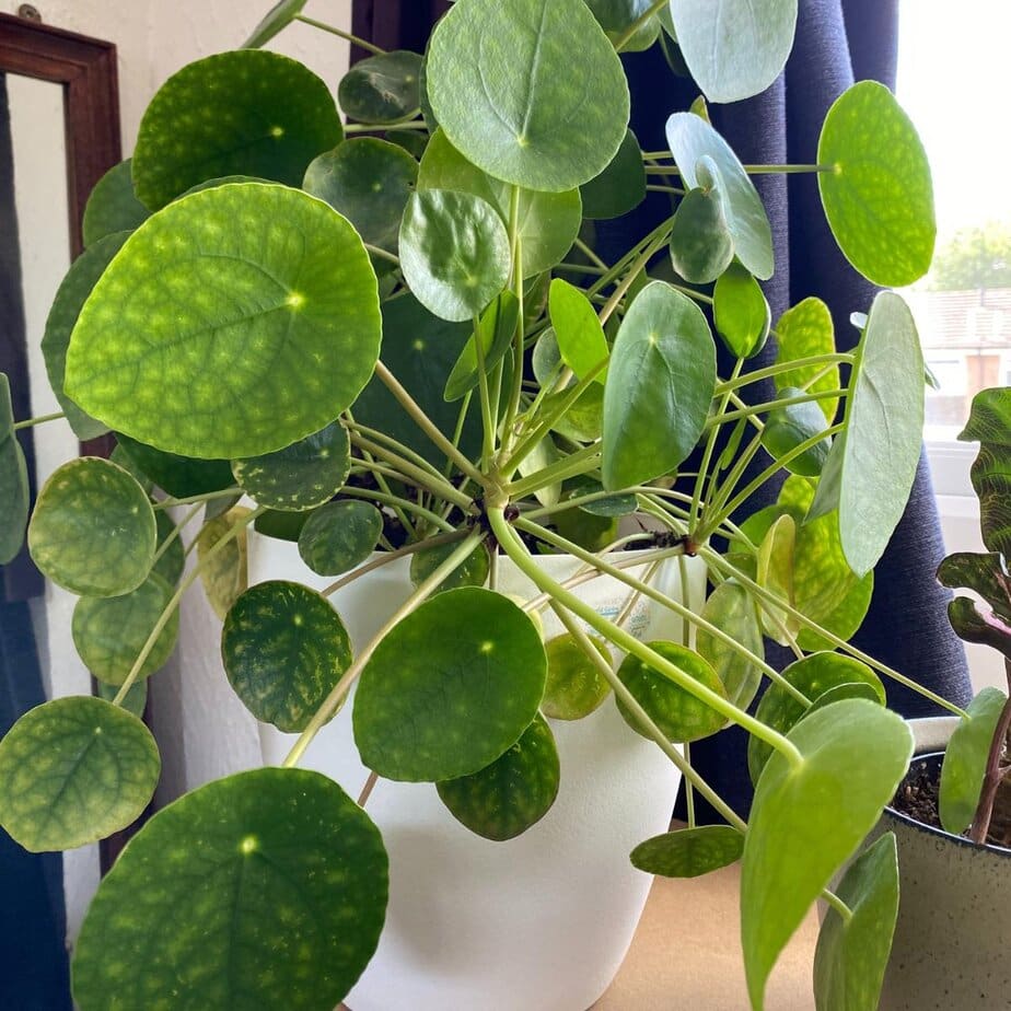 This Is Why Your Houseplant Is Dropping Leaves (And What to Do About It) -  Planet Houseplant