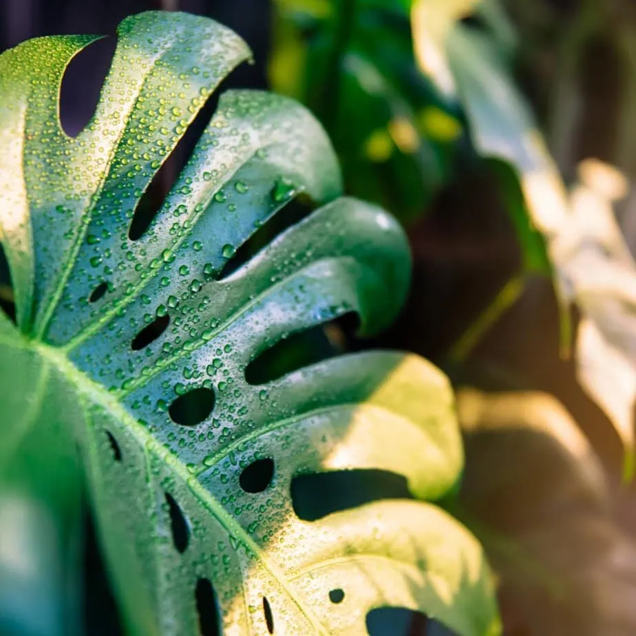 lemon lime philodendron Philodendron Hederaceum 'Lemon Lime' M main image 0