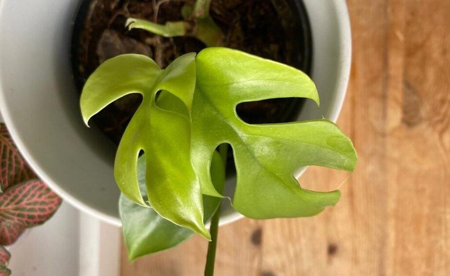philodendron red anderson variegata 4