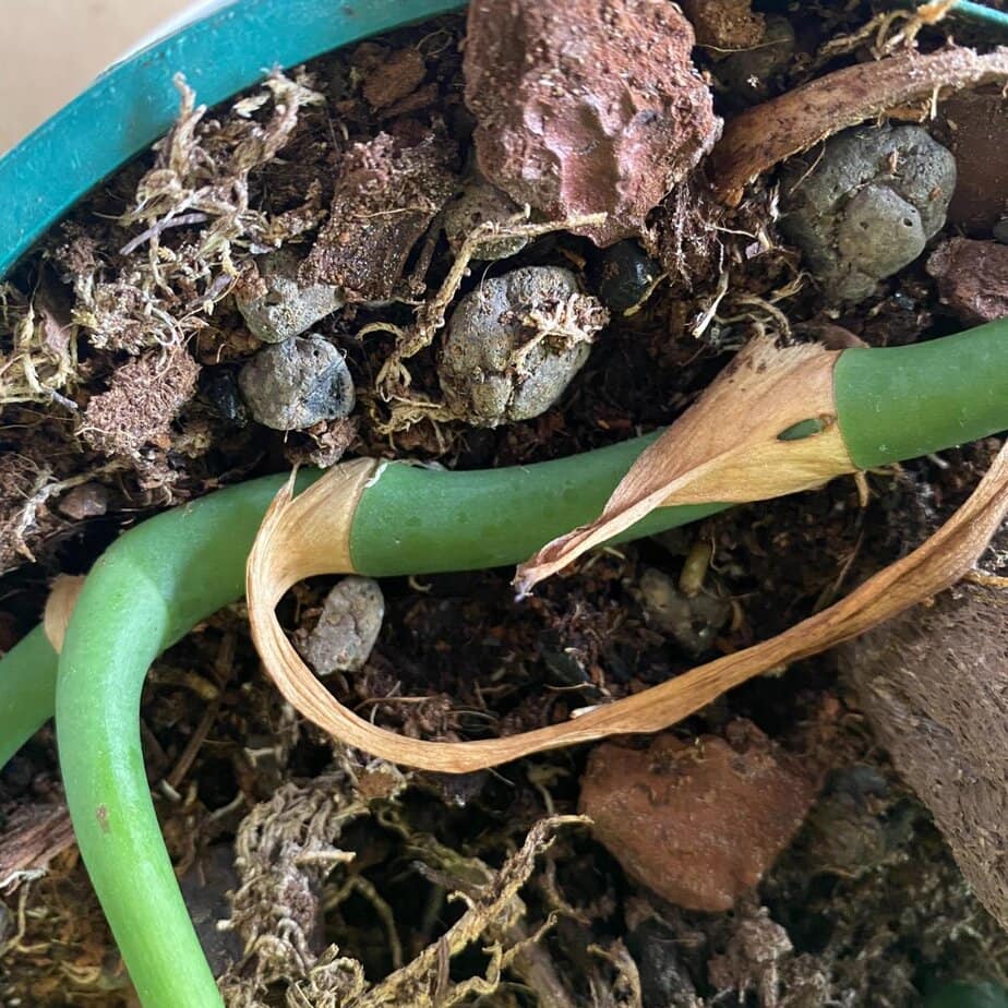 How to Propagate Rhaphidophora Tetrasperma (Mini Monstera) - Planet  Houseplant
