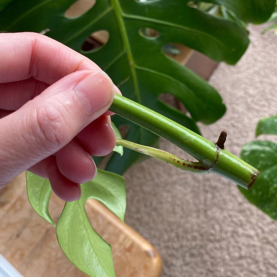 How to Propagate Rhaphidophora Tetrasperma (Mini Monstera) - Planet  Houseplant