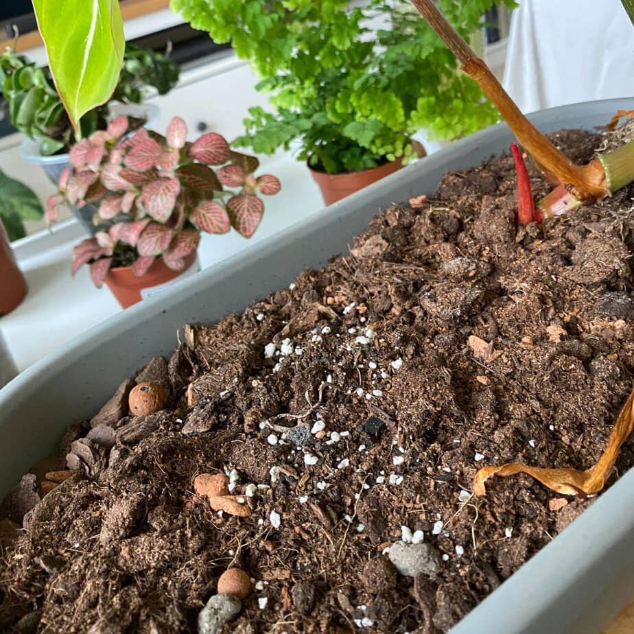 Best Soil Mix for Monstera (Simple Recipe + Ingredients Guide) - Planet  Houseplant
