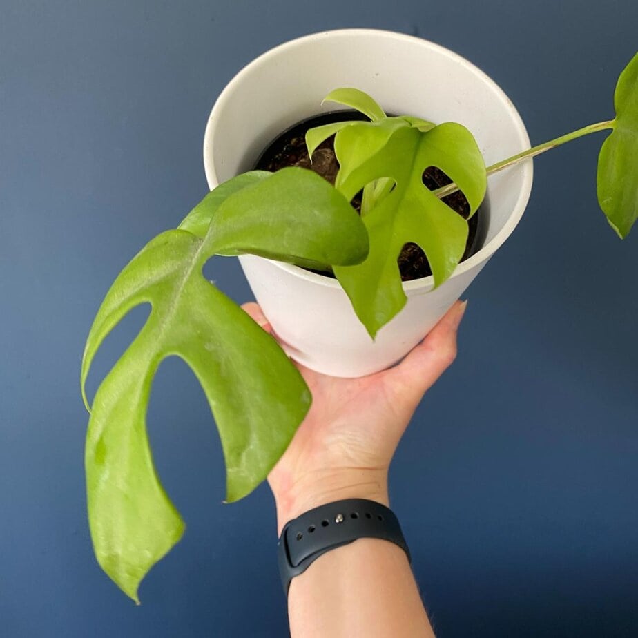 lemon prayer plant Maranta 'Lemon Lime Prayer Plant'  Snakeroot Botanicals