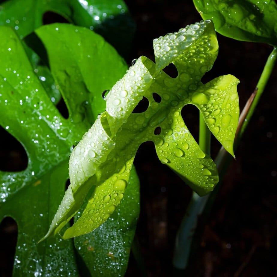 heartleaf philodendron plant Heart Leaf Philodendron main image 0