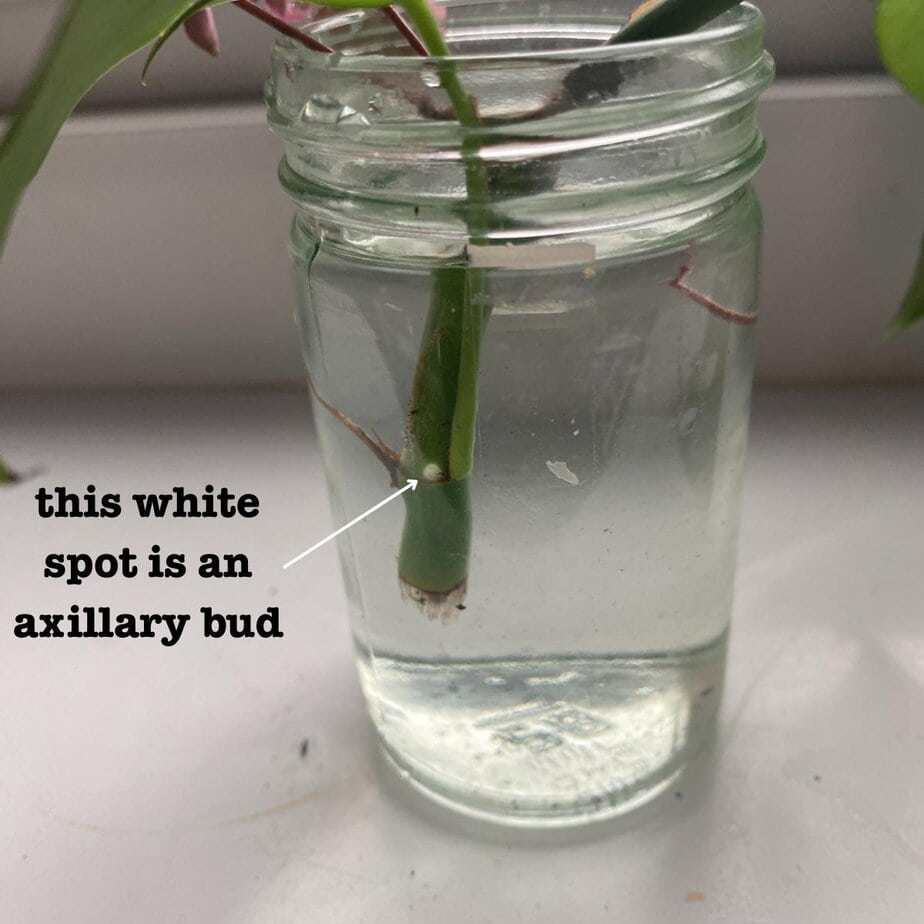 How to Propagate Rhaphidophora Tetrasperma in Water - Planet Houseplant
