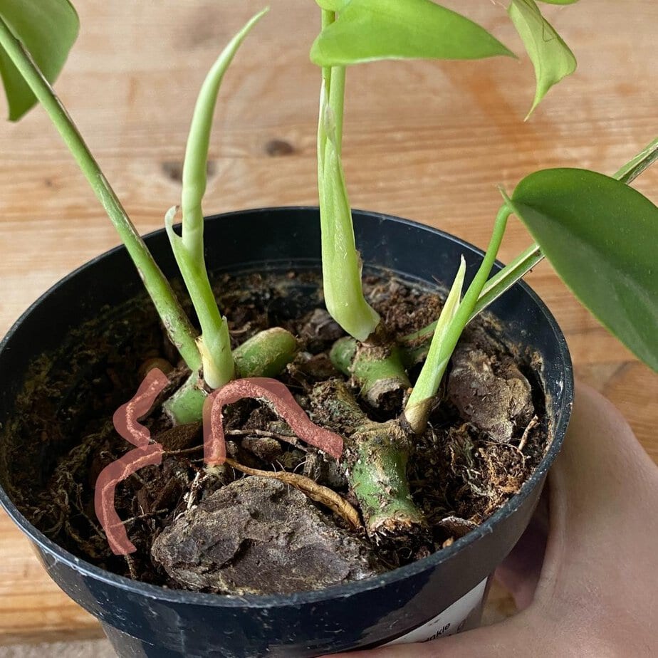 tortum philodendron Philodendron bipinnatifidum Tortum 6" OF