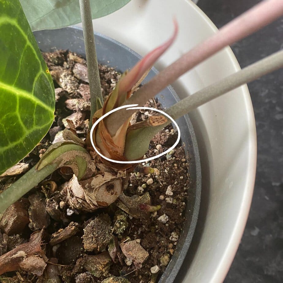 How to Care For Anthurium Clarinervium - Planet Houseplant