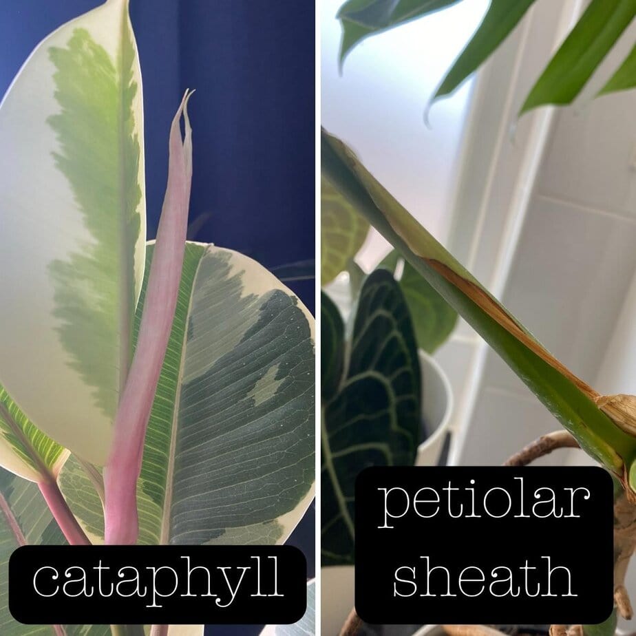 monstera pflanze klein Monstera deliciosa XXL | Online kaufen main image 0