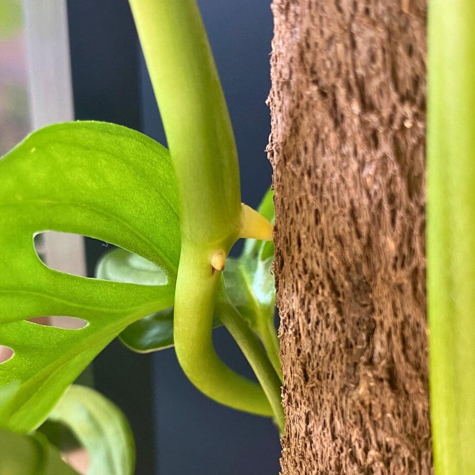 Houseplant Aerial Roots: The Ultimate Guide - Planet Houseplant