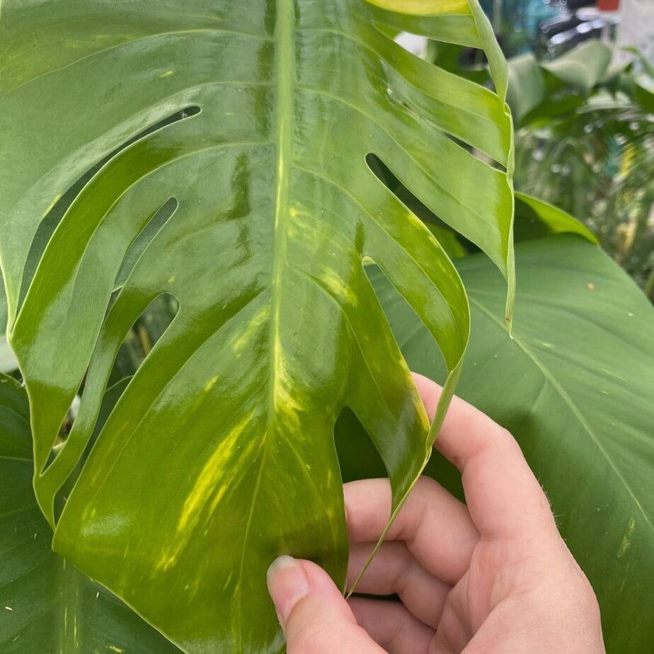 How to Get Fenestrations (Splits & Holes) In Monstera Deliciosa Leaves -  Planet Houseplant