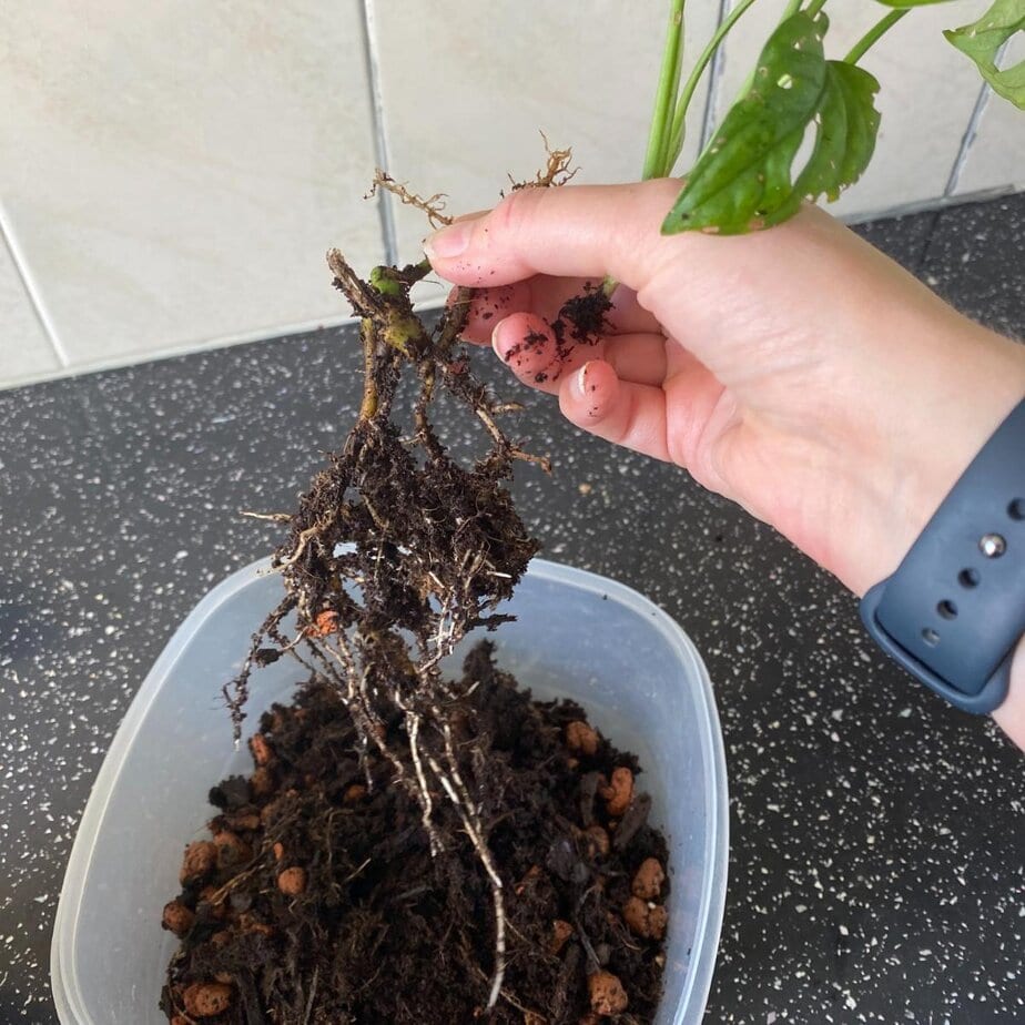 How to Grow A Monstera Adansonii In Water - Planet Houseplant