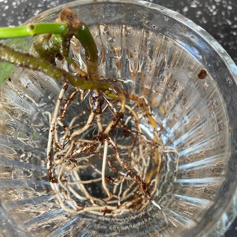 How to Grow A Monstera Adansonii In Water - Planet Houseplant