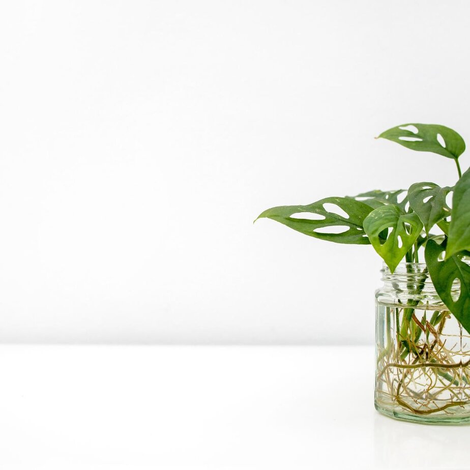 monstera deliciosa var. borsigiana Monstera deliciosa var. borsigiana 'Marmorata Aurea'