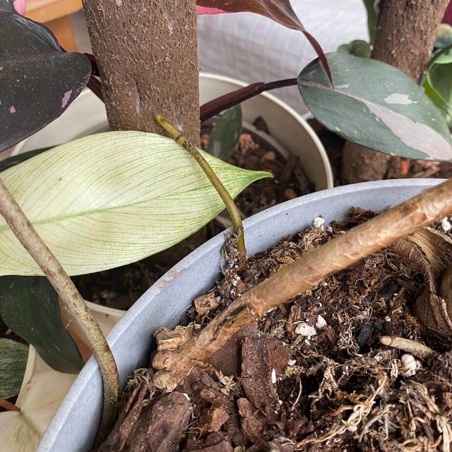 pilea plant moon valley Moon Valley Pilea – Plant Detectives main image 0