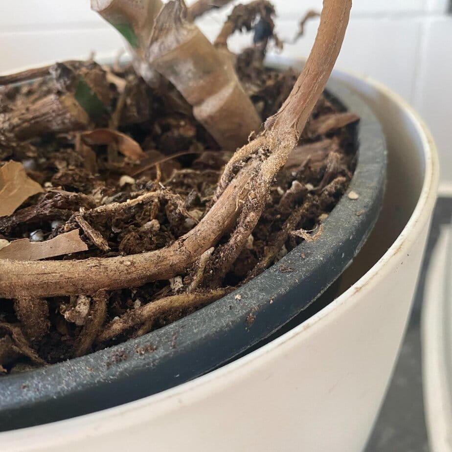 standleyana monstera 6
