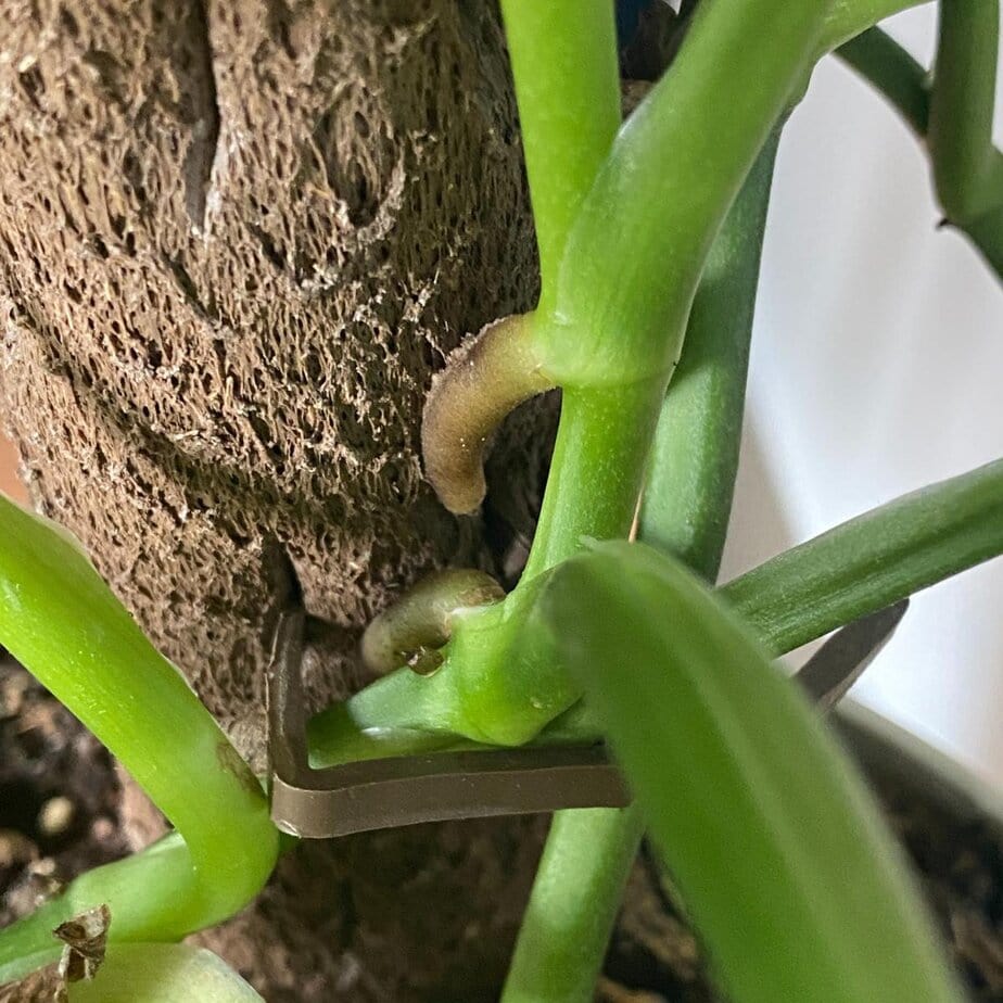 philodendron jose Philodendron 'Jose Buono' – ARIUM BOTANICALS
