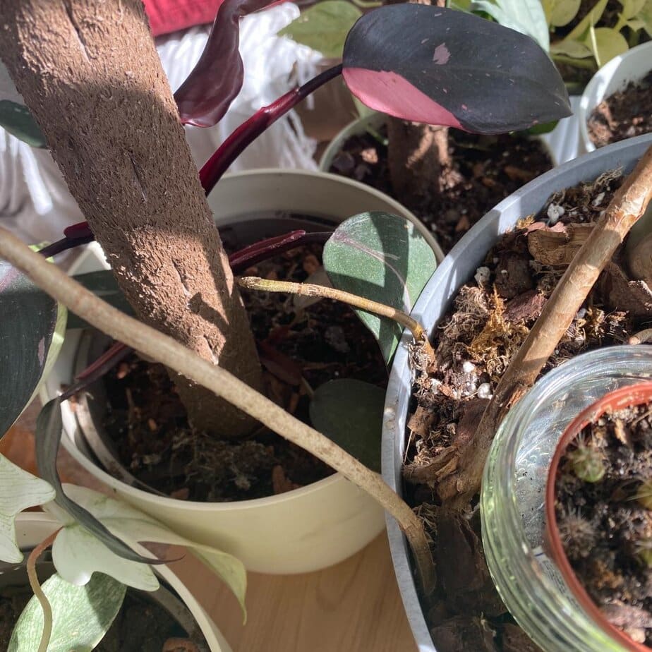 What to do with Monstera aerial roots: cut them, tuck them, or leave them  alone? - Planet Houseplant
