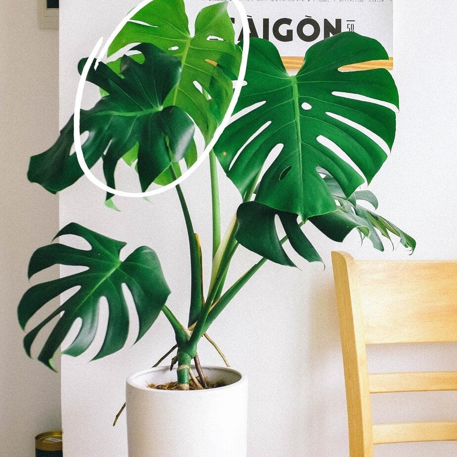 How to Tell If Your Monstera Is Growing A New Leaf - Planet Houseplant