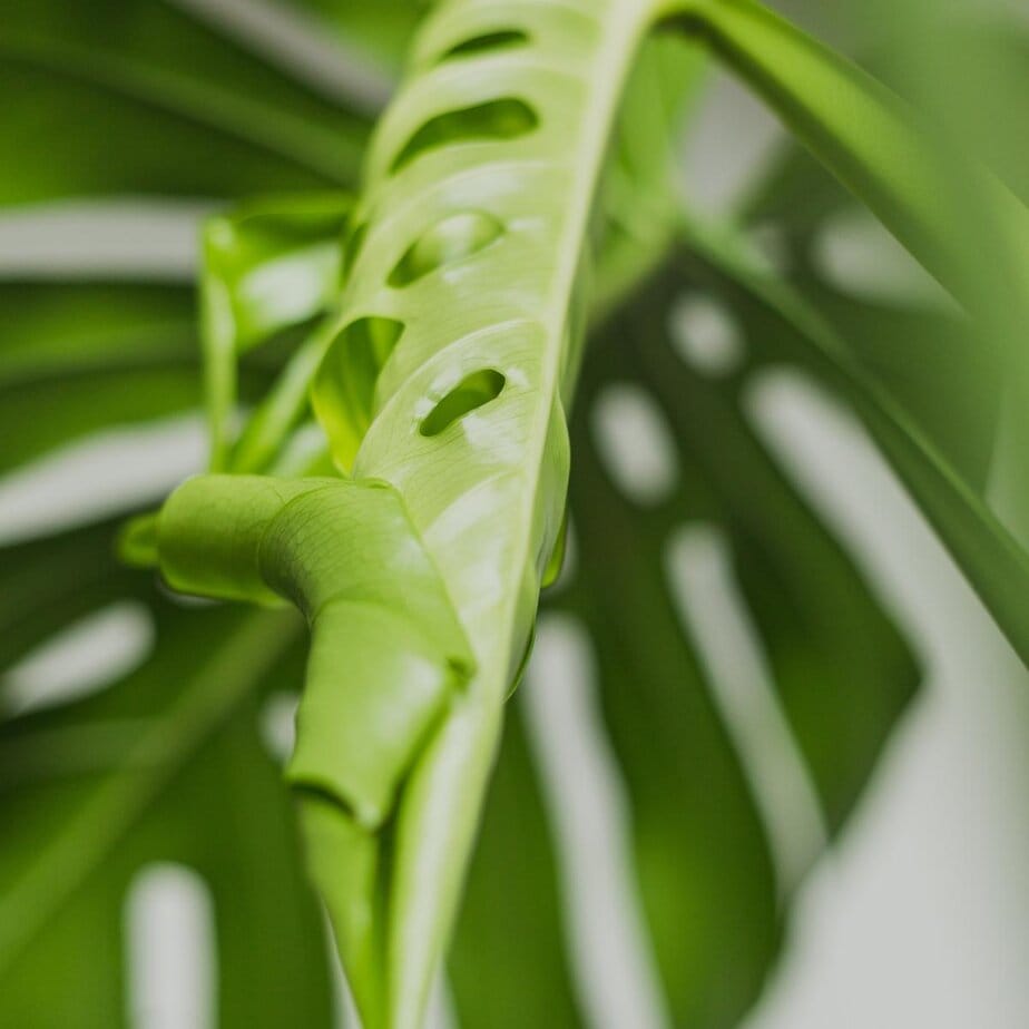 philodendron billietiae variegata kaufen Philodendron billietiae — Ecuagenera Orquídeas del Ecuador main image 0