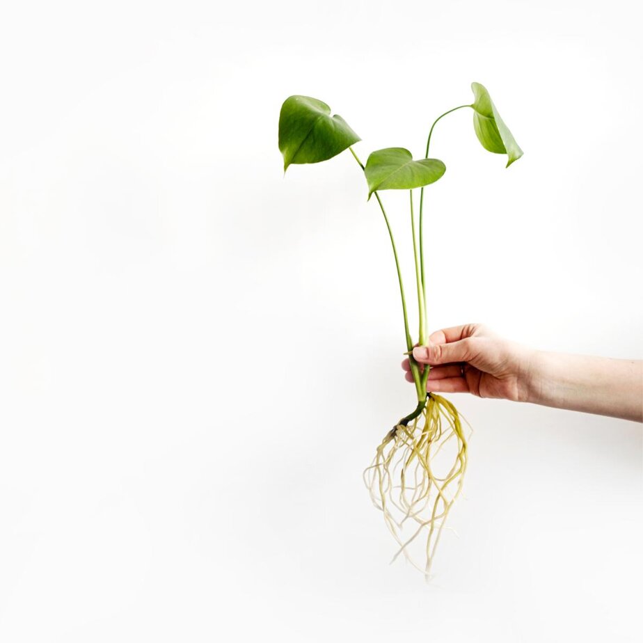 How to Grow a Monstera Deliciosa in Water - Planet Houseplant