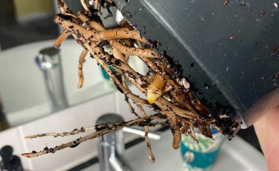 How to Tell If Your Monstera Is Rootbound - Planet Houseplant
