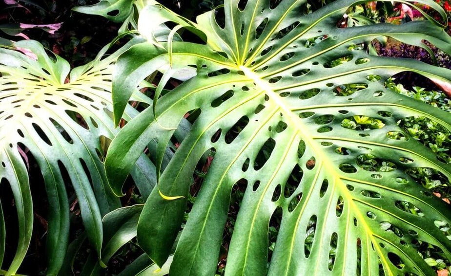 white veins philodendron Philodendron Gloriosum White Vein