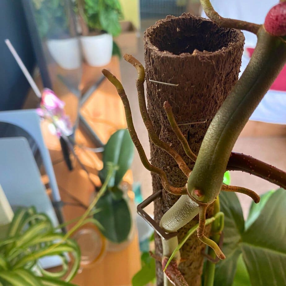 Aerial Root Climbers