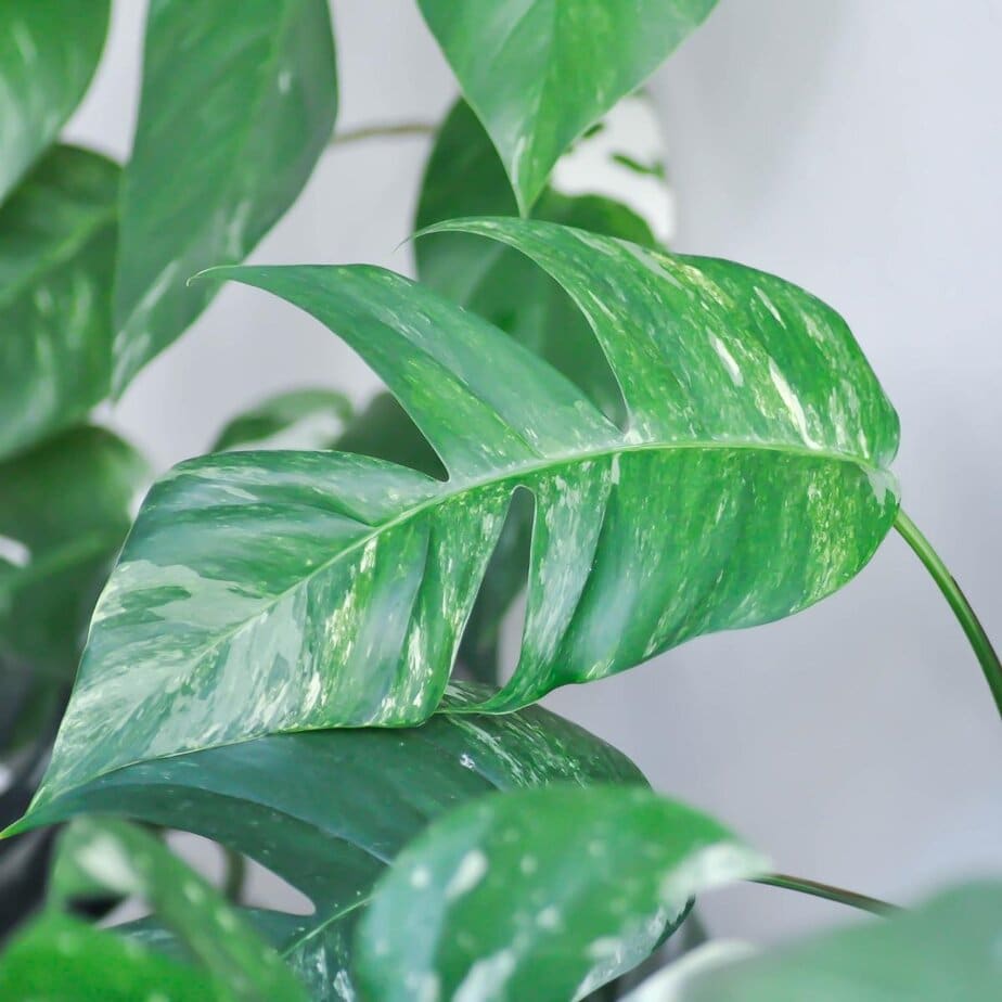 12 Houseplants That Look Like Monstera Deliciosa - Planet Houseplant