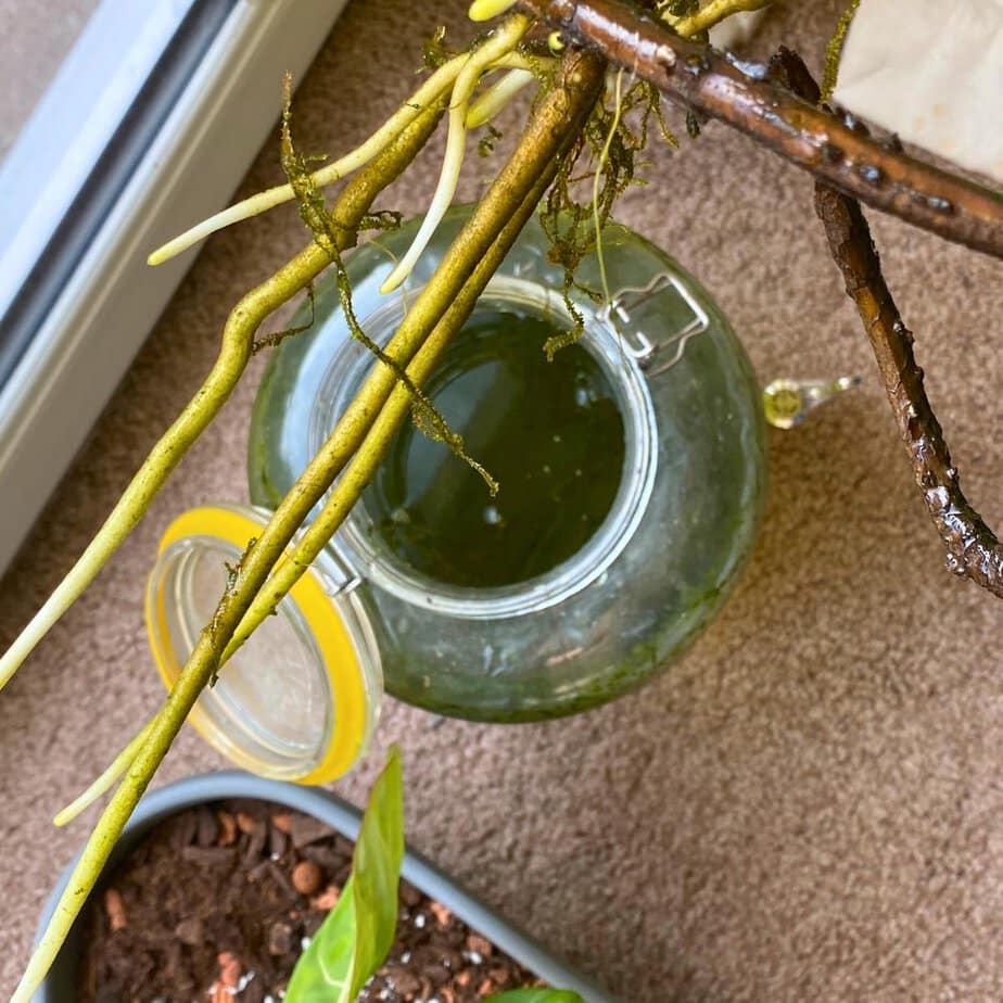 philodendron yellow saw Philodendron Golden Saw