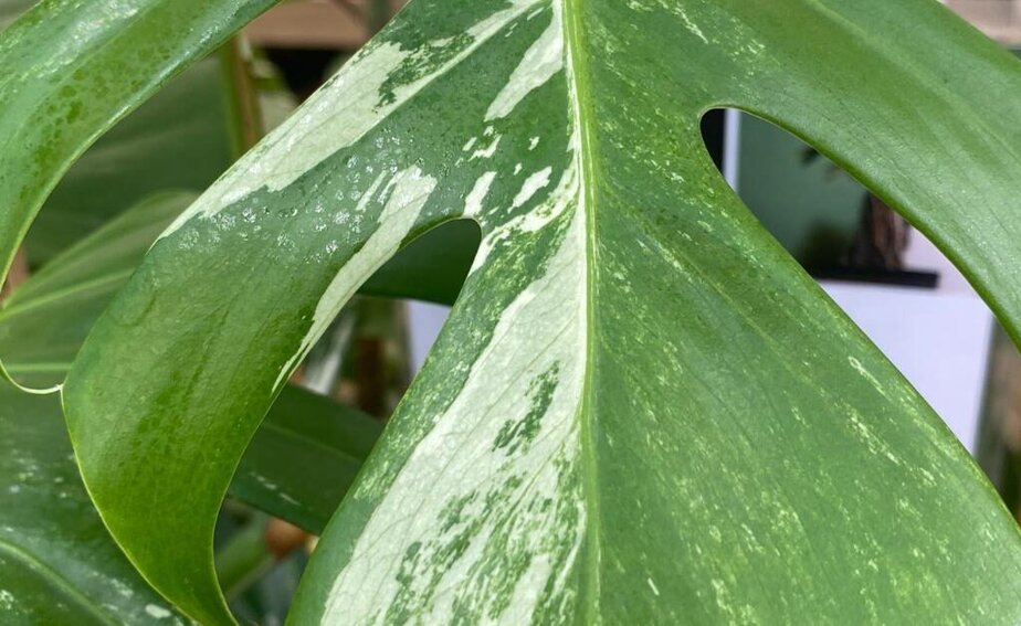 philodendron luxurians vs gloriosum Philodendron Luxurians main image 0