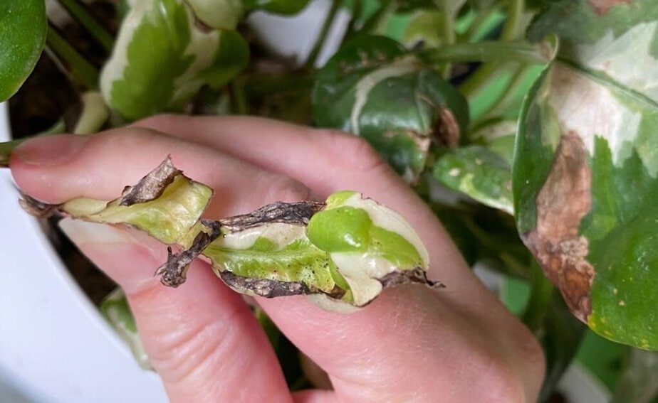 The Houseplant Person's Guide to Thrips - Planet Houseplant