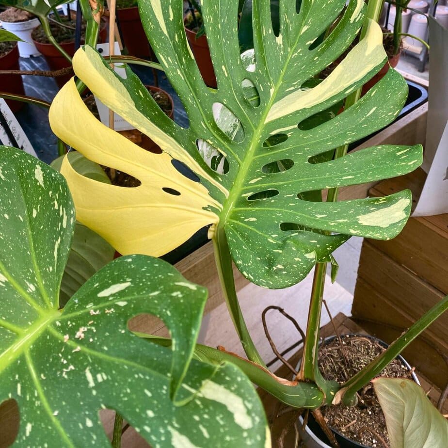 How to Make Monstera Deliciosa Grow Faster - Planet Houseplant