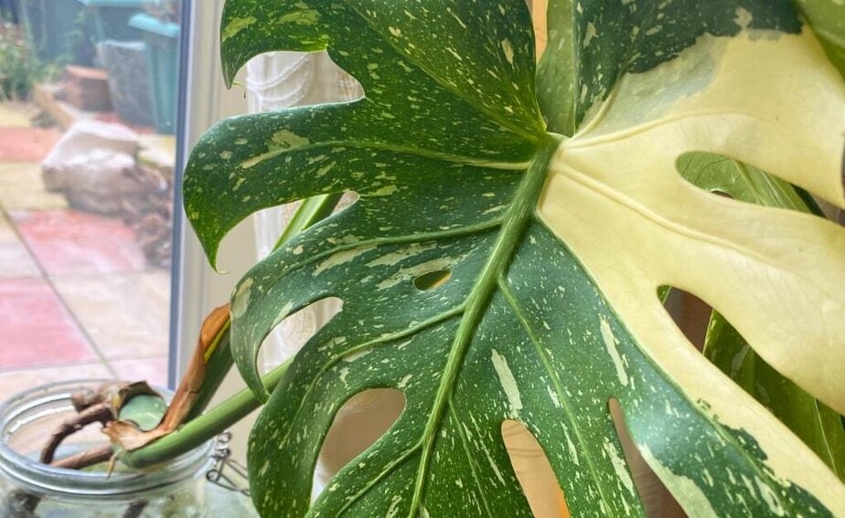 Monstera Deliciosa Light Requirements - Planet Houseplant