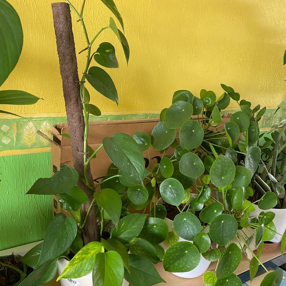 This Is How You Keep Pothos From Getting Leggy - Planet Houseplant