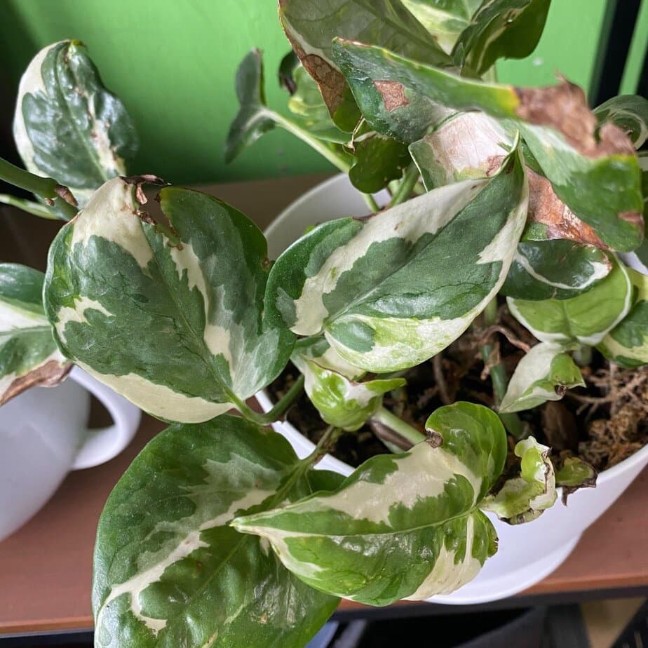 This Is How You Keep Pothos From Getting Leggy - Planet Houseplant