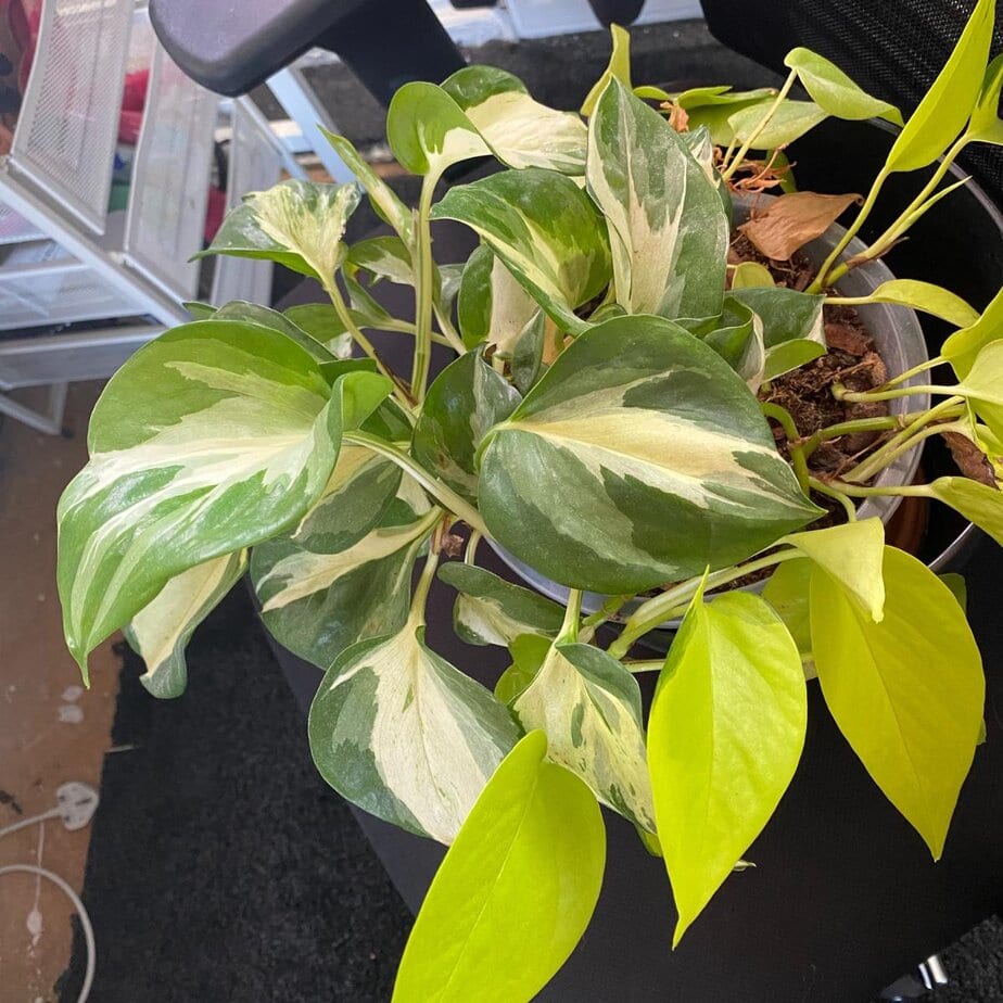 This Is How You Keep Pothos From Getting Leggy - Planet Houseplant