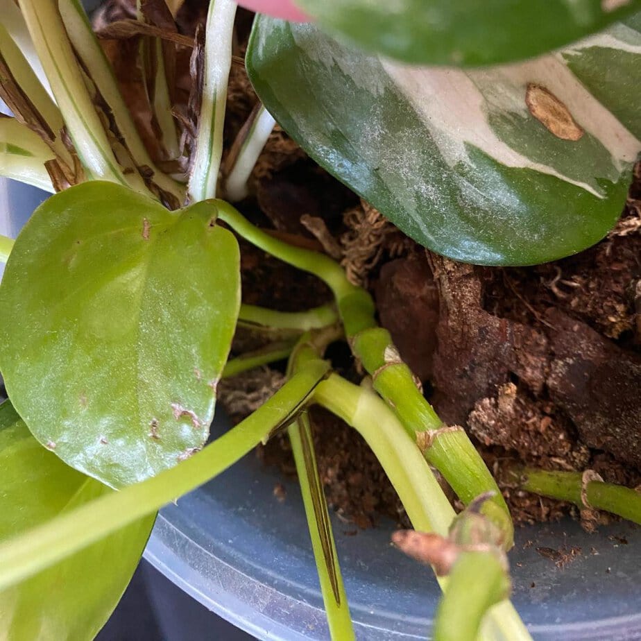 This Is How You Keep Pothos From Getting Leggy - Planet Houseplant