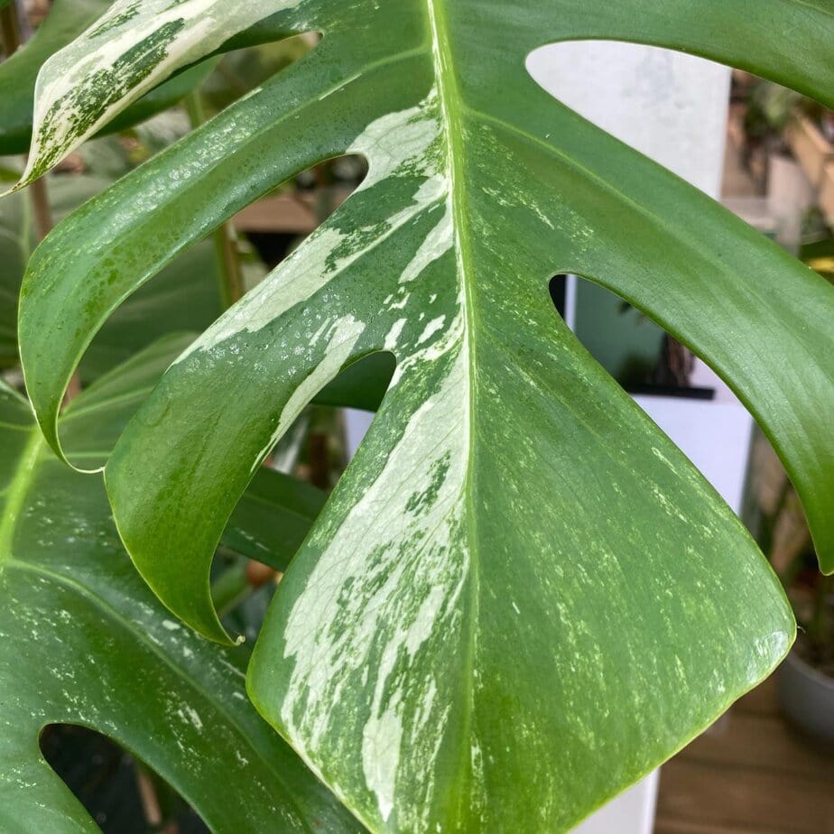 How to Get Fenestrations (Splits & Holes) In Monstera Deliciosa Leaves -  Planet Houseplant