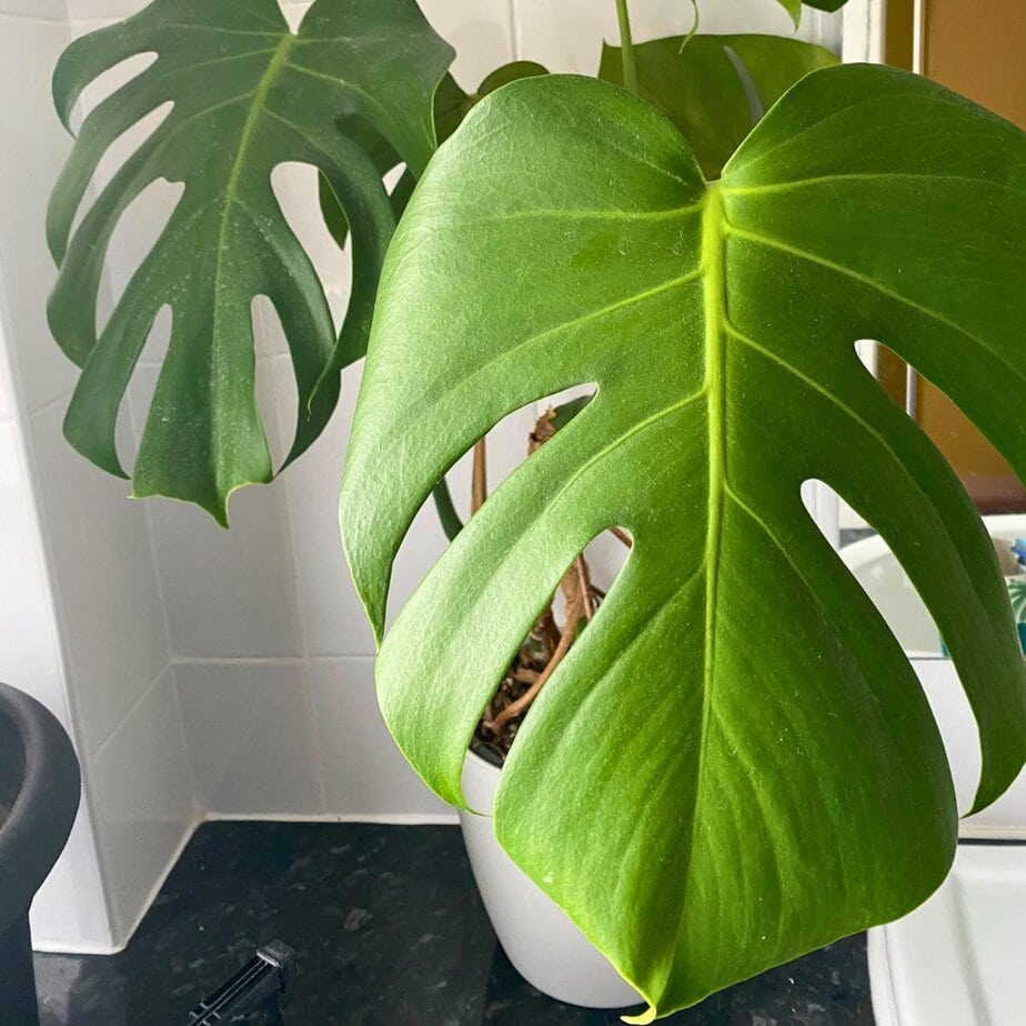 swedish ghost monstera Monstera adansonii mint variegated main image 1