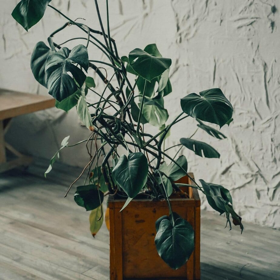 Monstera Deliciosa Light Requirements - Planet Houseplant
