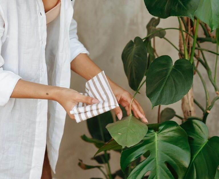 Monstera Deliciosa Winter Care - Planet Houseplant