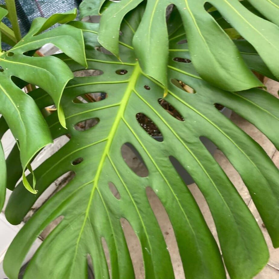 philodendron karstenianum Monstera Peru Variegated - Monstera Karstenianum - Grower’s Choice main image 0