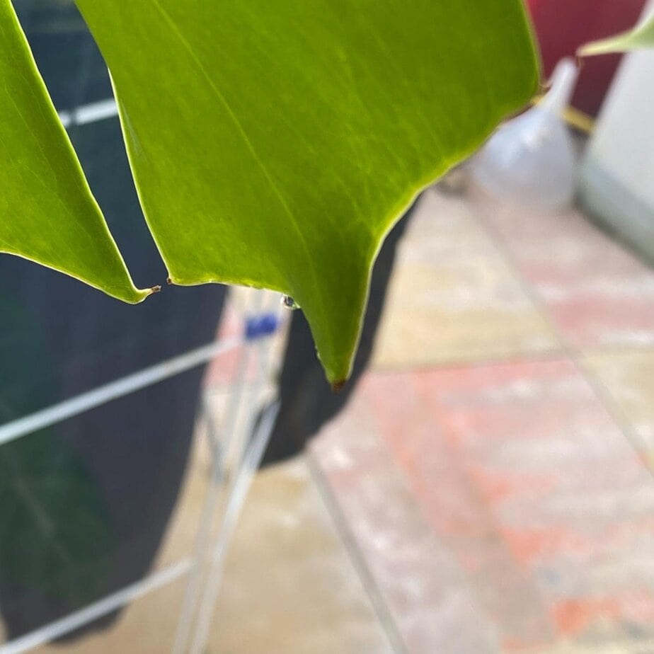 Why is my Monstera weeping? (It's probably fine  here's what it means) -  Planet Houseplant