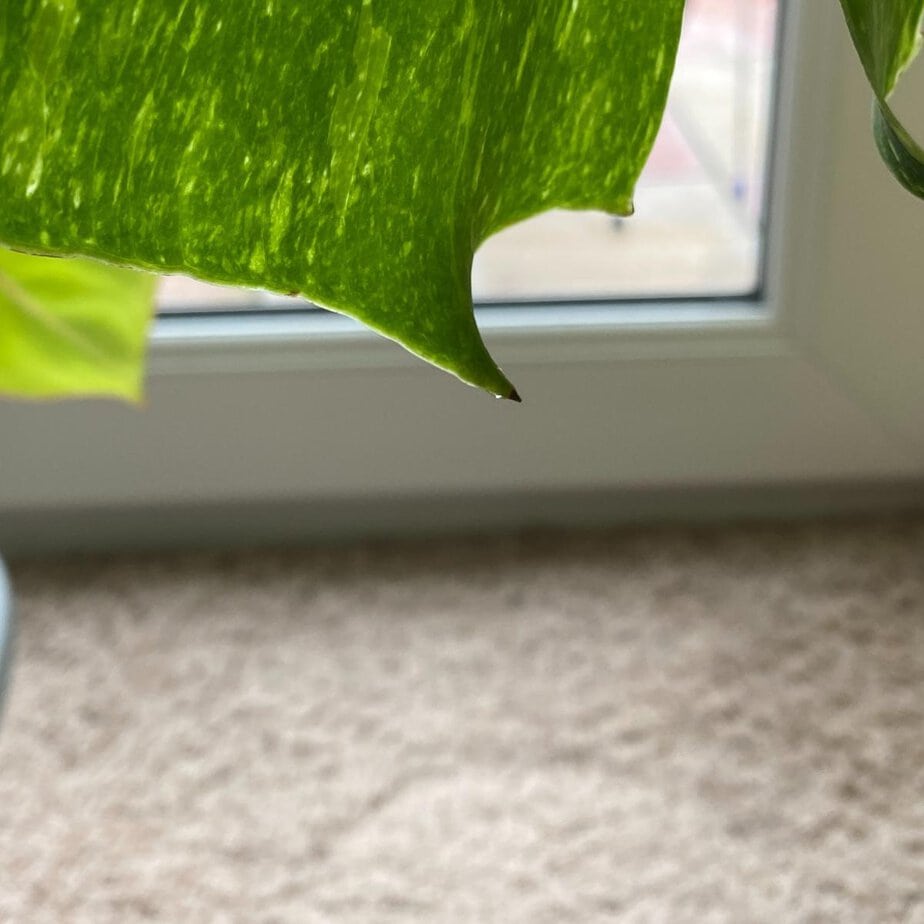 Why is my Monstera weeping? (It's probably fine  here's what it means) -  Planet Houseplant