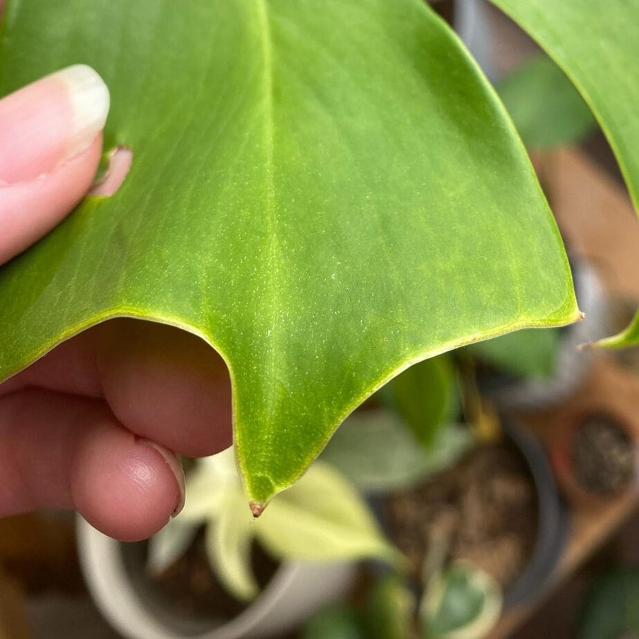 philodendron schwarz Philodendron Black Cardinal main image 0