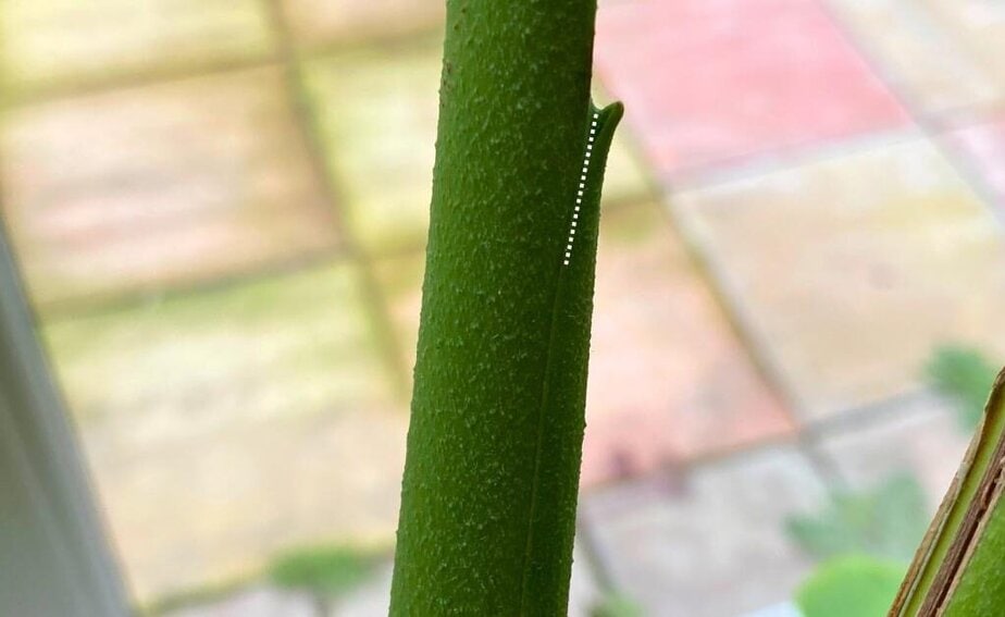 Stop being scared to cut your Monstera. Here's when pruning actually helps  - Planet Houseplant