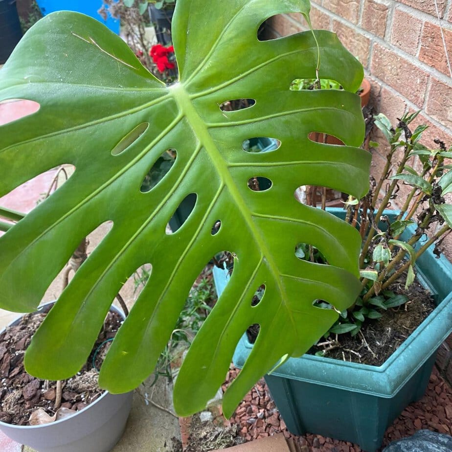 Monstera can live outside  but only if these 4 conditions are met - Planet  Houseplant